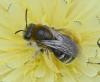Eucera nigrifacies